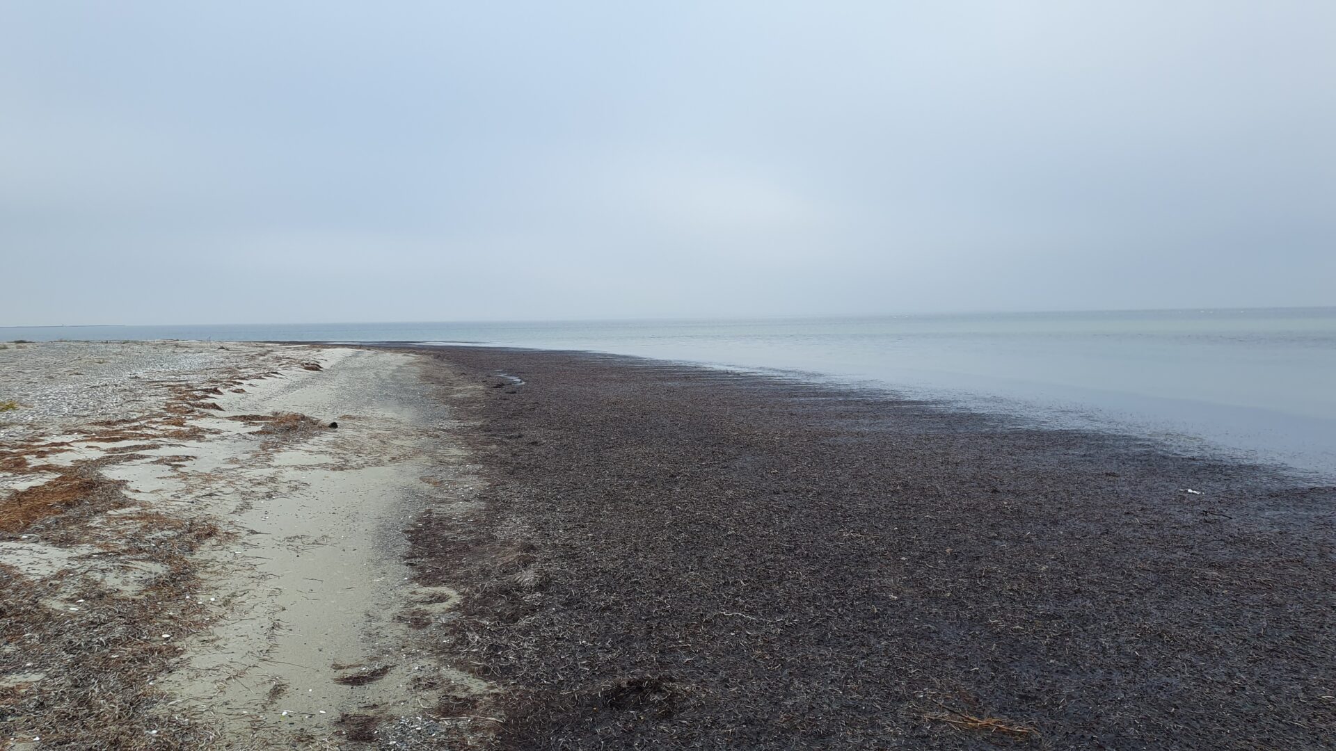 Ulvshale Nordstrand. Mågen kan lige anes i opskyllet.