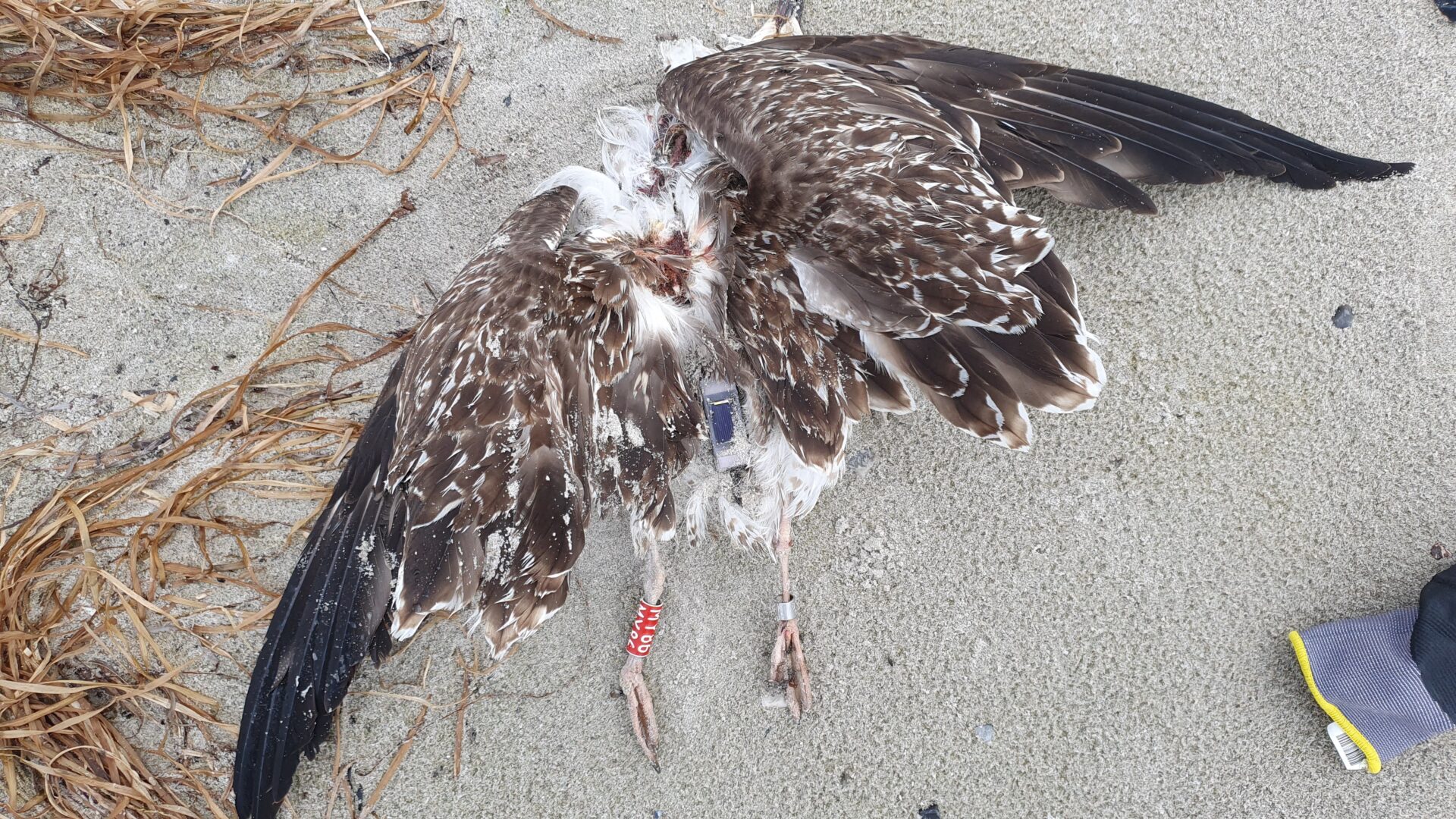 Ung svensk Sildemåge (Larus fuscus).På billedes ses GPS/GSM-senderen og stål og farvering.