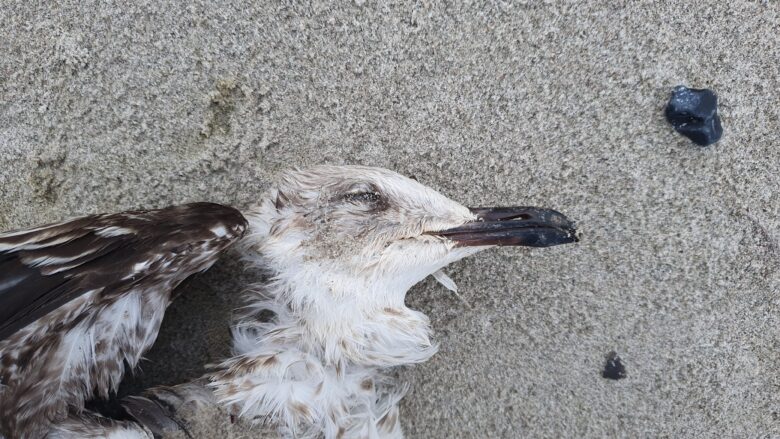 Ung svensk Sildemåge (Larus fuscus) fundet død på Ulvshale.