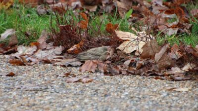 Bjerghortulan (Emberiza buchanani)